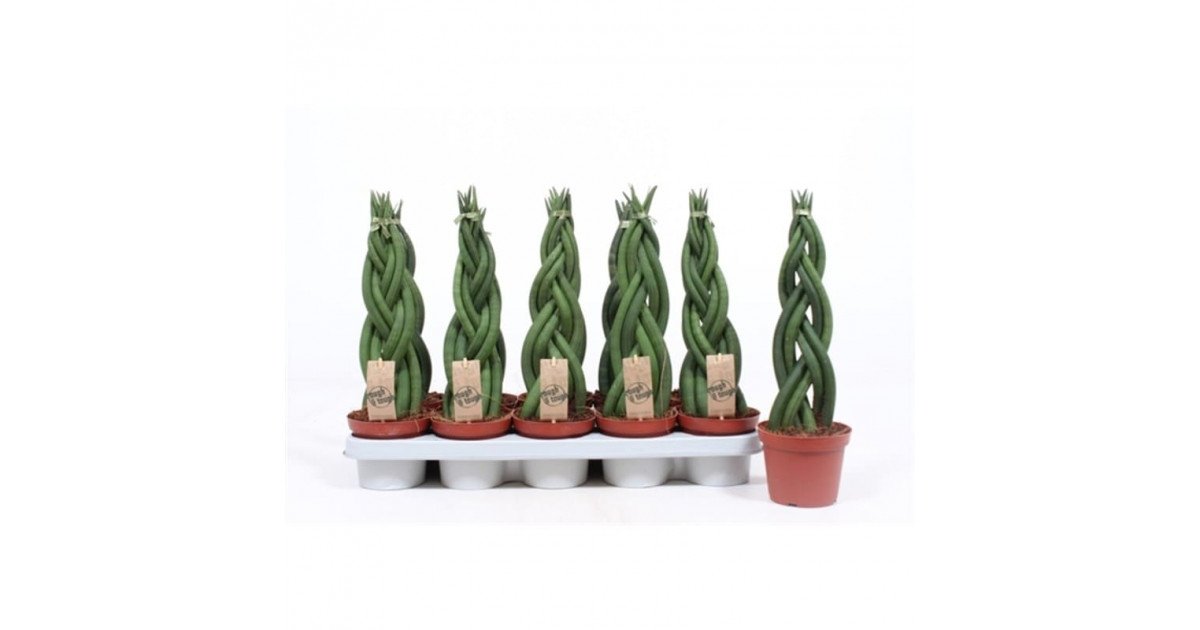 Сансевиерия twister tsunami. Сансевиерия йеллоу страйп. Сансевиерия сильвер твистер. Сансевиерия сильвер твистер. Сансевиерия ханни твистер.