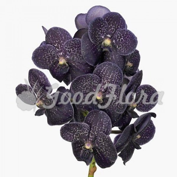 Черная Орхидея Магазин