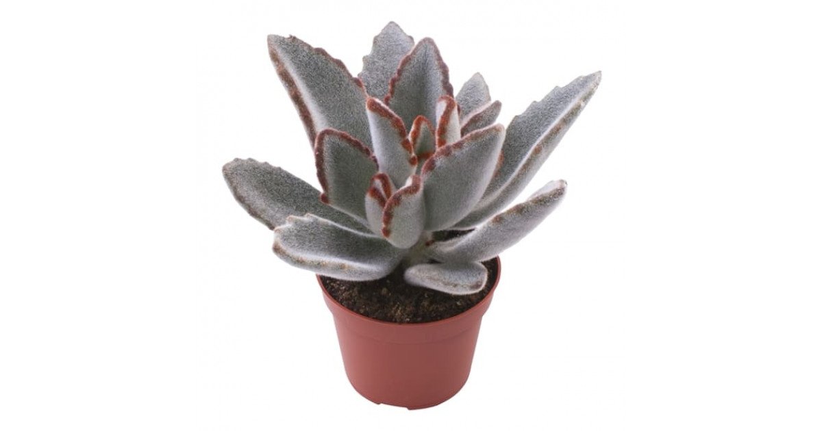 Kalanchoe tomentosa