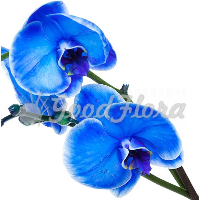 Синяя орхидея в горшке. Фаленопсис Королевский голубой. Фаленопсис Афродита — Королевский голубой. Орхидея фаленопсис синяя. Орхидея фаленопсис голубая.