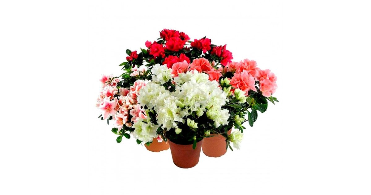 Азалия барнаул цветы доставка каталог с фотографиями