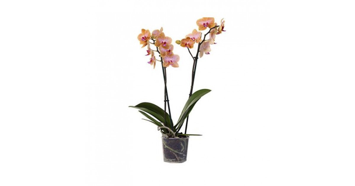 Фаленопсис Мариола 2 ст 🌼 купить в Москве недорого с доставкой - GoodFlora