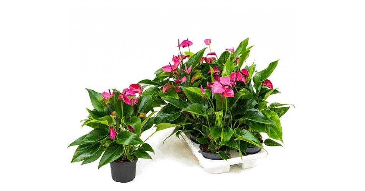 Антуриум Андреанум Сирано 🌼 купить в Москве недорого с доставкой ...