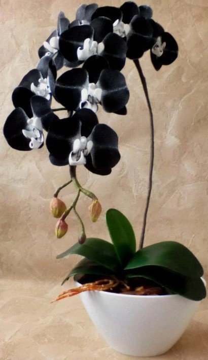Каталог черных орхидей