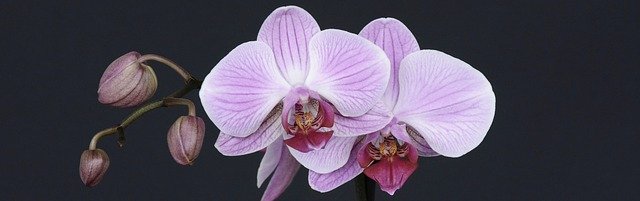 Орхидеи в горшках